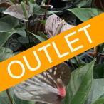 (黒) 愛んすりうむ アウトレット 高さ55cm アンスリウム 直径16cm アンスリューム 【5鉢以上で送料無料】