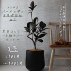 fi rental bar gun ti bend tailoring 8 number .. tailoring black rubber rubber tree celebration gift opening festival . decorative plant present Bon Festival gift bar gun ti-