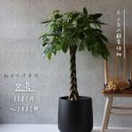 観葉植物-商品画像