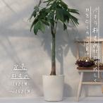 [ редкий ] pakira . было использовано покрой 8 номер праздник подарок открытие праздник . упаковка бесплатный декоративное растение подарок винт . pakira не распорка декоративное растение большой 