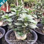 多肉植物 塊根植物 種子 種  キョウチクトウ科 Caudex  Adenium Arabicum Brazilian アデニウム アラビカム ブラジリアン　種子10粒