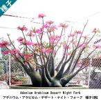 多肉植物 塊根植物 種子 種 Adenium Arabicum Desert Night Fork アデニウム アラビカム デザート ナイト フォーク 種子10粒