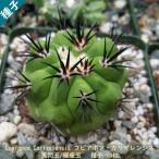  декоративное растение семена вид Copiapoa Carizalensisko Piaa po красный Liza Len sis чёрный . шар . сиденье шар Chile кактус семена 10 шарик 