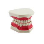 naissant значительно открывать зуб. модель обучающий материал информация легко зуб ряд зуб type модель 