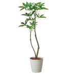 パキラ120cmブラックポット付きで簡単おしゃれ空間