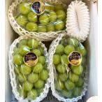 [ единый по всей стране бесплатная доставка ] Okayama префектура производство автомобиль in мускат примерно 2kg (3~4.* сахар раз 18 раз и больше )