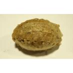  собака. жевательная резинка регби type маленький 10 штук входить 