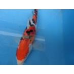  цветной карп 26cm Германия Taisho три цвет кожа обыкновенный карп . другой неизвестен. No.0115