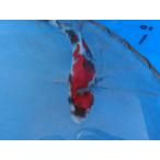  цветной карп 17cm Showa три цвет . другой неизвестен. No.0110