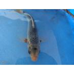  цветной карп 18cm. желтый . другой неизвестен. No.0111