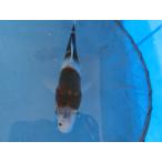  цветной карп 18cm.... серия ( чай цвет серия ). другой неизвестен. No.0113