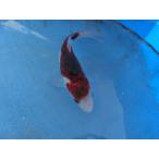  цветной карп 17cm индиго .... серия . другой неизвестен. No.0114