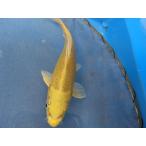  цветной карп 17cm гора дуть желтый золотой . другой неизвестен. No.0132