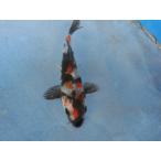  цветной карп 14cm Showa три цвет . другой неизвестен. No.0138