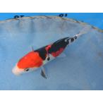  цветной карп 16cm Германия Taisho три цвет кожа обыкновенный карп ( качество хороший. ). другой неизвестен. No.0145