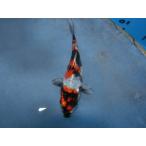  цветной карп 13cm Германия золотой Showa доспехи .. другой неизвестен. No.0160