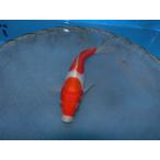  цветной карп 18cm Германия . белый кожа обыкновенный карп . другой неизвестен. No.0161