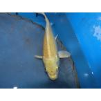  цветной карп 18cm гора дуть желтый золотой . другой неизвестен. No.0163