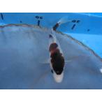  цветной карп 19cm.... другой неизвестен. No.0164