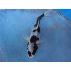  цветной карп 19cm.... другой неизвестен. No.0165