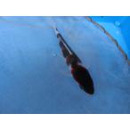  цветной карп 15cm индиго .... серия . другой неизвестен. No.0169