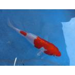  цветной карп 13cm Германия . белый кожа обыкновенный карп . другой неизвестен. No.0170