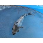  цветной карп 15cm Германия белый .. кожа обыкновенный карп ( хвост тубус внизу . незначительный . есть ). другой неизвестен. No.0171