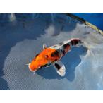  цветной карп 13cm золотой Showa . другой неизвестен. No.0174