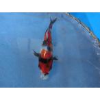  цветной карп 15cm Showa три цвет . другой неизвестен. No.0196