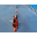  цветной карп 11cm( маленький размер ) золотой Showa . другой неизвестен. No.0284