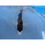  цветной карп 15cm индиго .... серия . другой неизвестен. No.0299