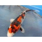  цветной карп 18cm золотой Showa товар высокого качества. (. узор рука .. изначальный чёрный узор ... красивый ). другой неизвестен. No.04101