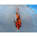  цветной карп 18cm Showa три цвет ( баланс .... узор. ). другой неизвестен. No.04104