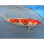  цветной карп 21cm индиго .... серия ( body type . хорошо уникальный . узор. ). другой неизвестен. No.04110