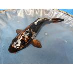  цветной карп 22cm Германия золотой дракон желтый золотой Brown серый товар высокого качества. ( уникальность. оттенок ). другой неизвестен. No.04111