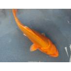  цветной карп 19cm Германия orange желтый золотой товар высокого качества. ( яркий оттенок . body форма . хороший. ). другой неизвестен. No.04112