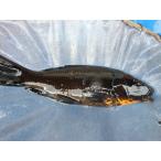  цветной карп 20cm лаковый .. обыкновенный карп ( из ...). чёрный красный узор товар высокого качества. мир обыкновенный карп . другой неизвестен. No.04113