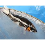  цветной карп 19cm лаковый .. обыкновенный карп ( из ...). белый красный узор body рисунок. шт . узор товар высокого качества. мир обыкновенный карп . другой неизвестен. No.04114