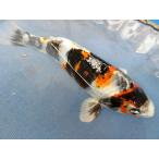  цветной карп 18cm золотой Showa товар высокого качества. ( накладывающийся . поэтому книга@. цвет. .. есть рука .. изначальный чёрный узор ... ... глубокий . есть ). другой неизвестен. No.04115