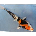  цветной карп 18cm золотой Showa товар высокого качества. (. качество. мягко задний s тип узор. .. темно-синий .. порванный включая. один .. ). другой неизвестен. No.04116