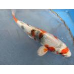  цветной карп 20cm золотой Showa товар высокого качества. ( белый сам . очарован Kiyoshi ... товар ранг есть ). другой неизвестен. No.04117