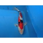  цветной карп 37cm Германия Taisho три цвет кожа обыкновенный карп мужской думаю No.04121