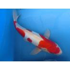  цветной карп 44cm Германия . белый кожа обыкновенный карп мужской думаю No.04125