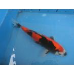  цветной карп 30cm Германия Showa три цвет кожа обыкновенный карп женский думаю No.04126