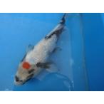  цветной карп 28cm серебряный . Showa три цвет ( серебряный .. дуть .. хороший. ..... рисунок. ) мужской думаю No.04127