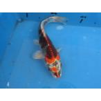  цветной карп 28cm.. желтый золотой мужской думаю No.04128