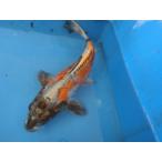  цветной карп 33cm. блестящий чёрный дракон кожа обыкновенный карп женский думаю No.04130