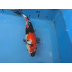  цветной карп 29cm Showa три цвет ( качество . хорошо в частности .. мягко толщина есть ) женский думаю No.04132