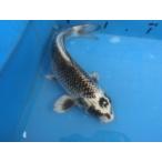  цветной карп 32cm изменение nez желтый золотой женский думаю No.04135