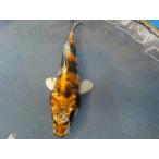  цветной карп 14cm Германия золотой Showa ( боковой сторона линия . средний .. красивый ). другой неизвестен. No.04138